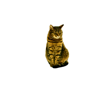 Brown Tabby Cat On Laptop Computer – cat PNG with transparent background