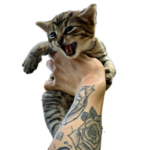 Brown Tabby Cat On Persons Hand - Cat PNG image with transparent background
