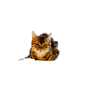 Brown Tabby Cat On Sofa – cat PNG with transparent background
