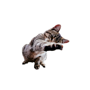 Brown Tabby Cat On Tabll – cat PNG with transparent background