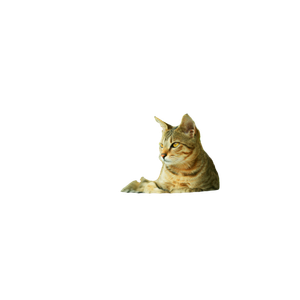 Brown Tabby Cat On White Plastic Chair – cat PNG with transparent background