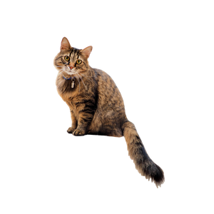 Brown Tabby Cat On White Stairs – cat PNG with transparent background