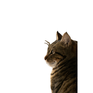 Brown Tabby Cat On White Surface – cat PNG with transparent background