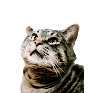 Brown Tabby Cat On White Textile 3 - Cat PNG image with transparent background