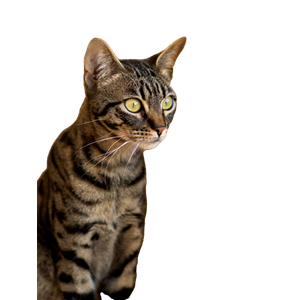 Brown Tabby Cat On White Wall - Cat PNG image with transparent background