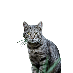 Brown Tabby Cat Photograph – cat PNG with transparent background