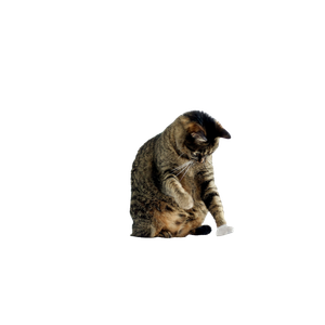 Brown Tabby Cat Sitting On Bar Stool – cat PNG with transparent background