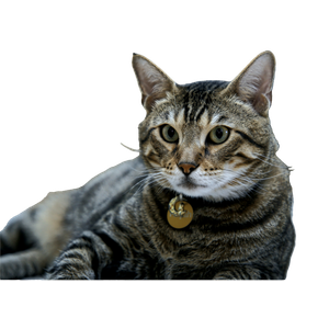 Brown Tabby Cat With Yellow Eyes – cat PNG with transparent background