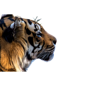 Brown Tiger Close Up Photo - Cat PNG image with transparent background