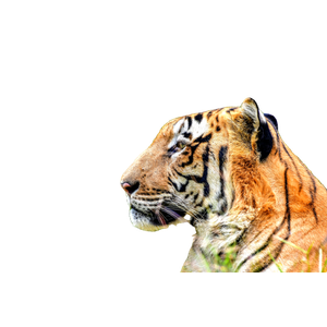Brown Tiger On Focus Photography 2 - Cat PNG image with transparent background