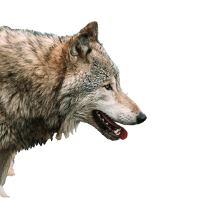 Brown Wolf On Brown Grass During Daytime