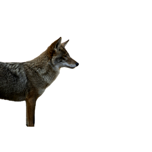 Brown Wolf On Gray Ground During Day