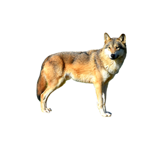 Brown Wolf On Green Grass During Daytime