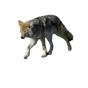 Brown Wolf Walking On Gray Concrete Road During Daytime