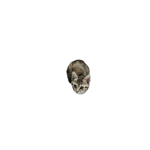 Calico Cat – cat PNG with transparent background