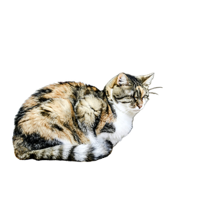 Calico Cat By Open Door – cat PNG with transparent background