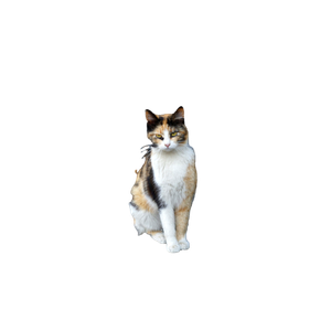 Calico Cat On Gray Concrete Floor - Cat PNG image with transparent background
