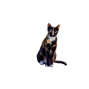 Calico Cat On White Snow - Cat PNG image with transparent background