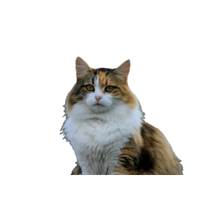 Calico Cat Sitting During Day – cat PNG with transparent background