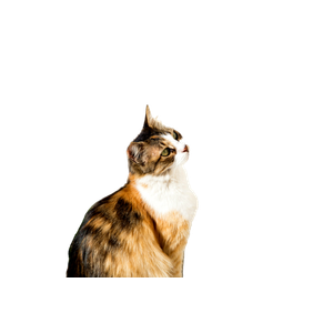 Calico Cat Sitting In Front Of Wall – cat PNG with transparent background