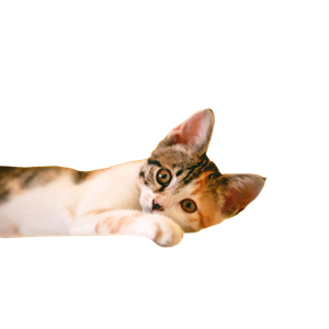 Calico Kitten Lying On White Textile – cat PNG with transparent background