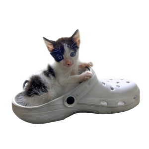 Related cat image: Calico Kitten On White Rubber Clog Shoe