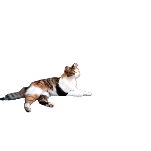 Cat Laying On Ground – cat PNG with transparent background