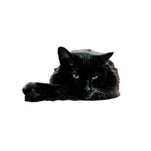 Cat Lies On Sofa – cat PNG with transparent background
