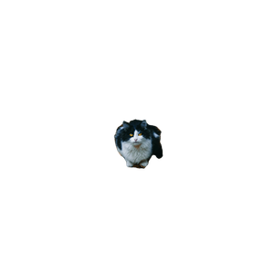 Cat Lies On Tree – cat PNG with transparent background
