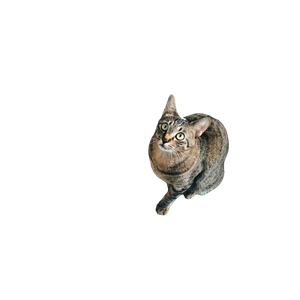 Cat Looking At Top – cat PNG with transparent background