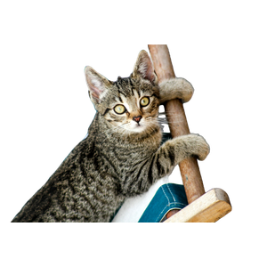 Cat Lying Down On Chair – cat PNG with transparent background