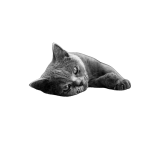 Cat Lying On Cushion – cat PNG with transparent background