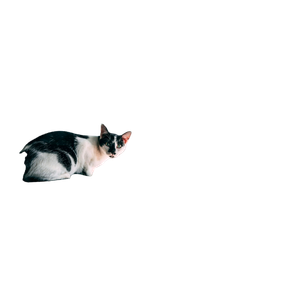 Related cat image: Cat Lying On Window