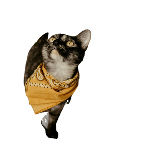 Cat On Bed – cat PNG with transparent background