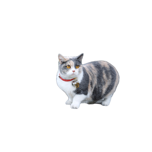 Cat On Concrete Wall – cat PNG with transparent background