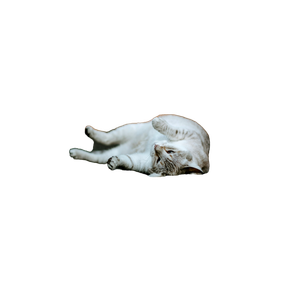 Cat On Gray Pavement – cat PNG with transparent background