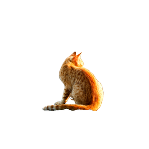 Cat On Seashore – cat PNG with transparent background