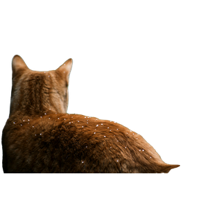Cat Raising Tail In Front Of Grass – cat PNG with transparent background