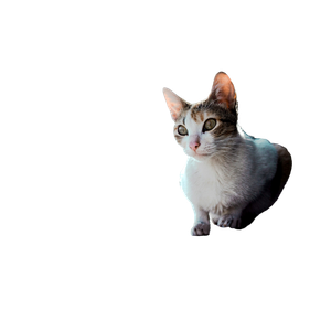 Cat Sitting In Window – cat PNG with transparent background