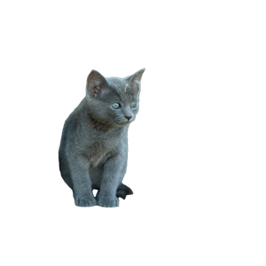 Cat Sitting On Stairs Beside Wall – cat PNG with transparent background