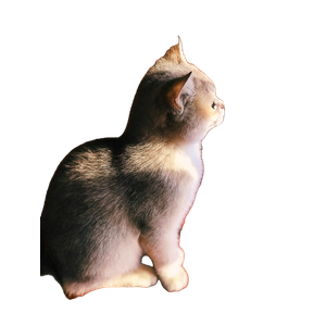 Cat Sitting On Table – cat PNG with transparent background