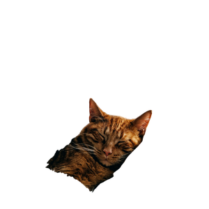 Cat Sleeping On Bed – cat PNG with transparent background