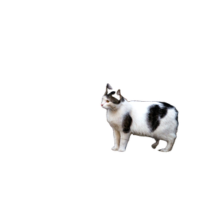 Cat Standing Near Tree – cat PNG with transparent background