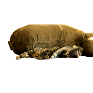 Cats Sleeping On Brown Couch – cat PNG with transparent background