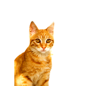 Charming Ginger Cat In Sunlit Greek Landscape 12517 - Cat PNG image with transparent background