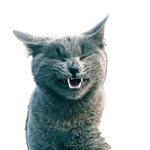 Charming Grey Cat With Expressive Face Outdoors 12454 - Cat PNG image with transparent background