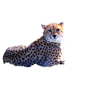 Cheetah On Green Grass