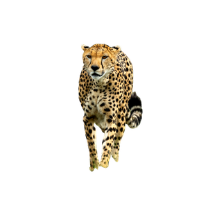 Cheetah On Green Grass During Daytime