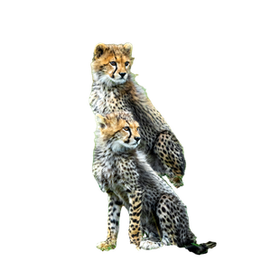 Cheetah On Green Grass During Daytime
