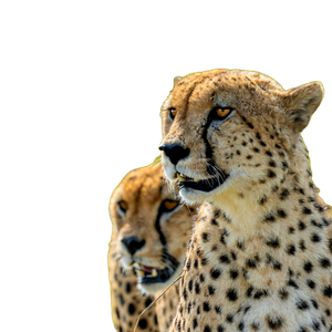 Cheetah On Green Grass During Daytime